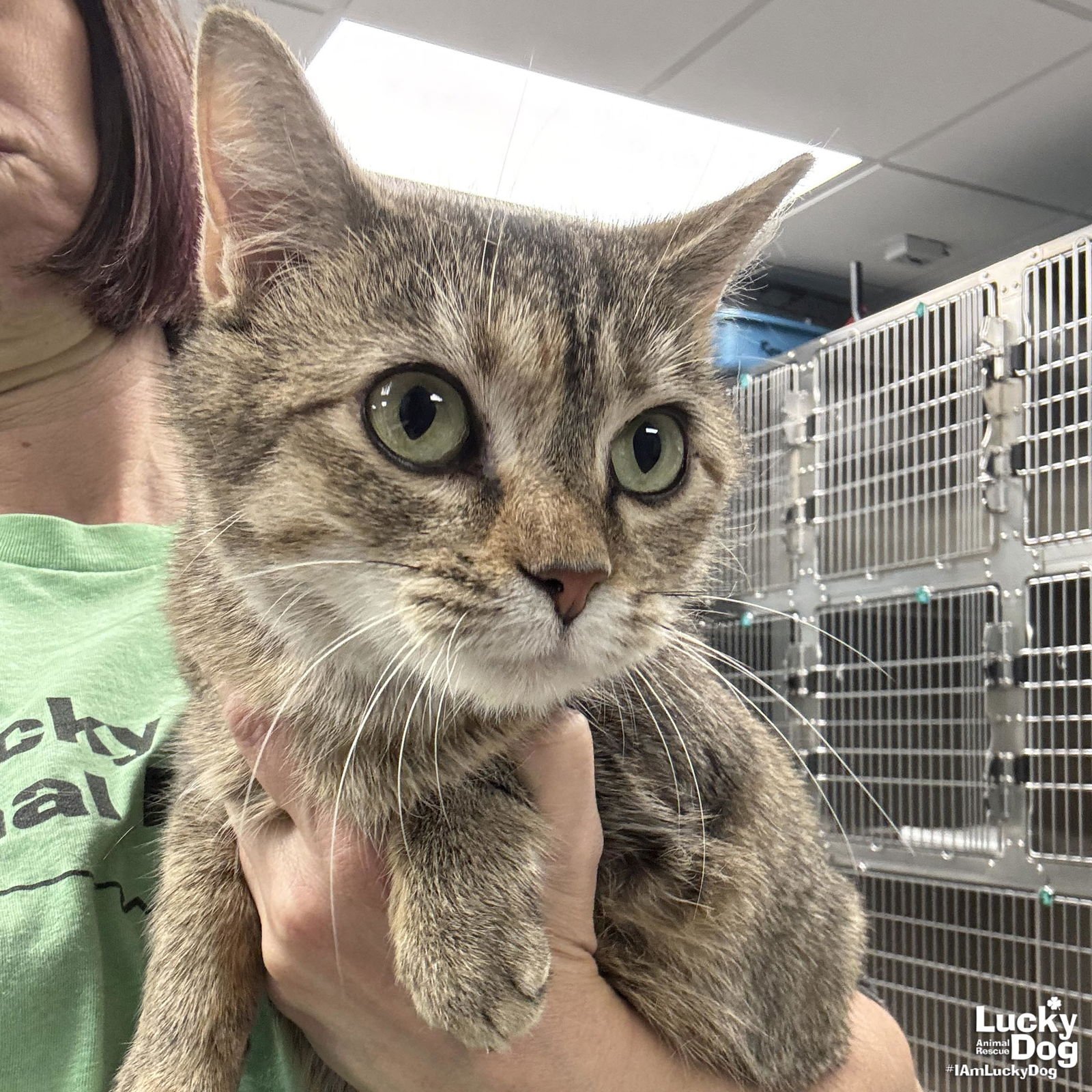 VANILLA PUDDING - Domestic Short Hair available for adoption