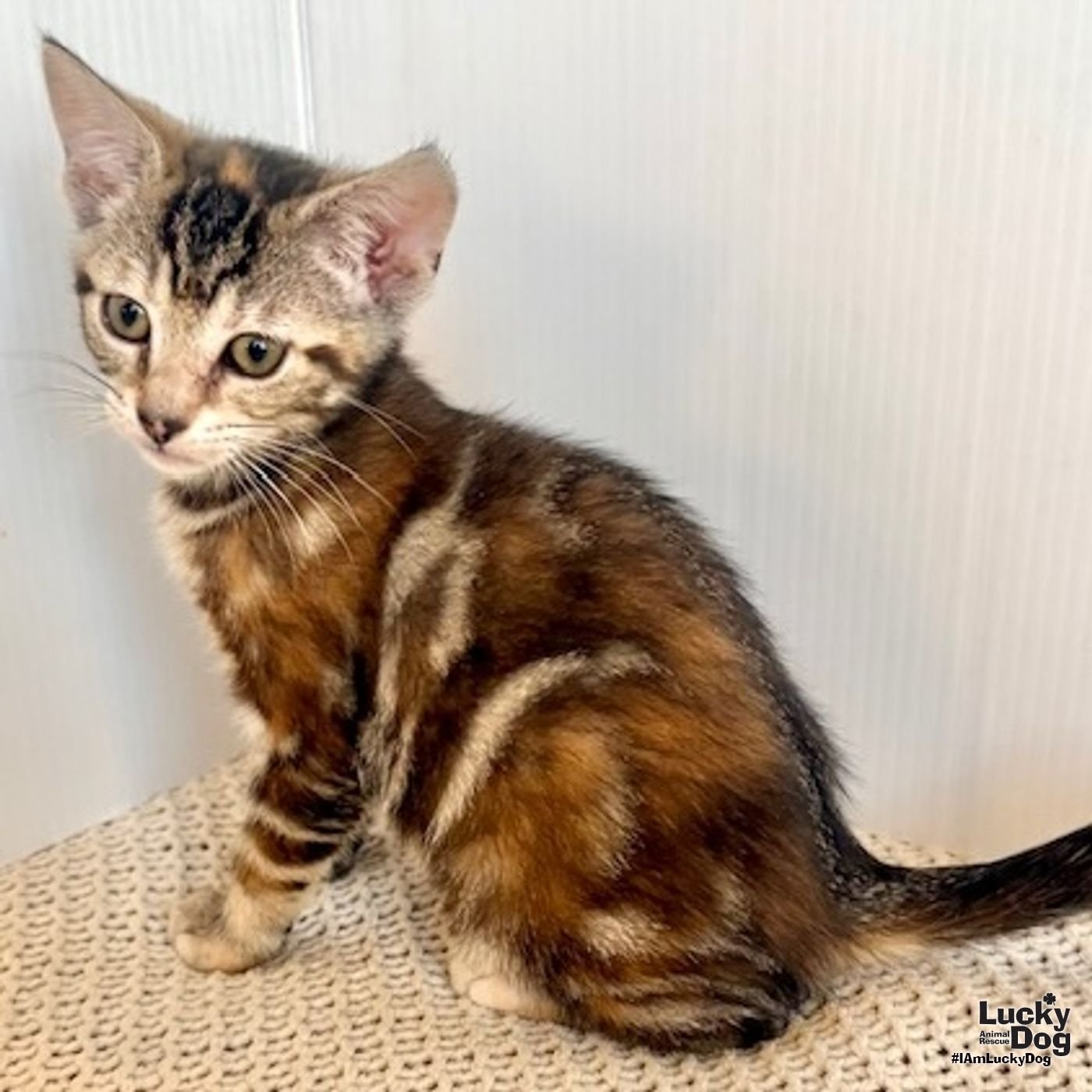 HARROW - Domestic Short Hair available for adoption