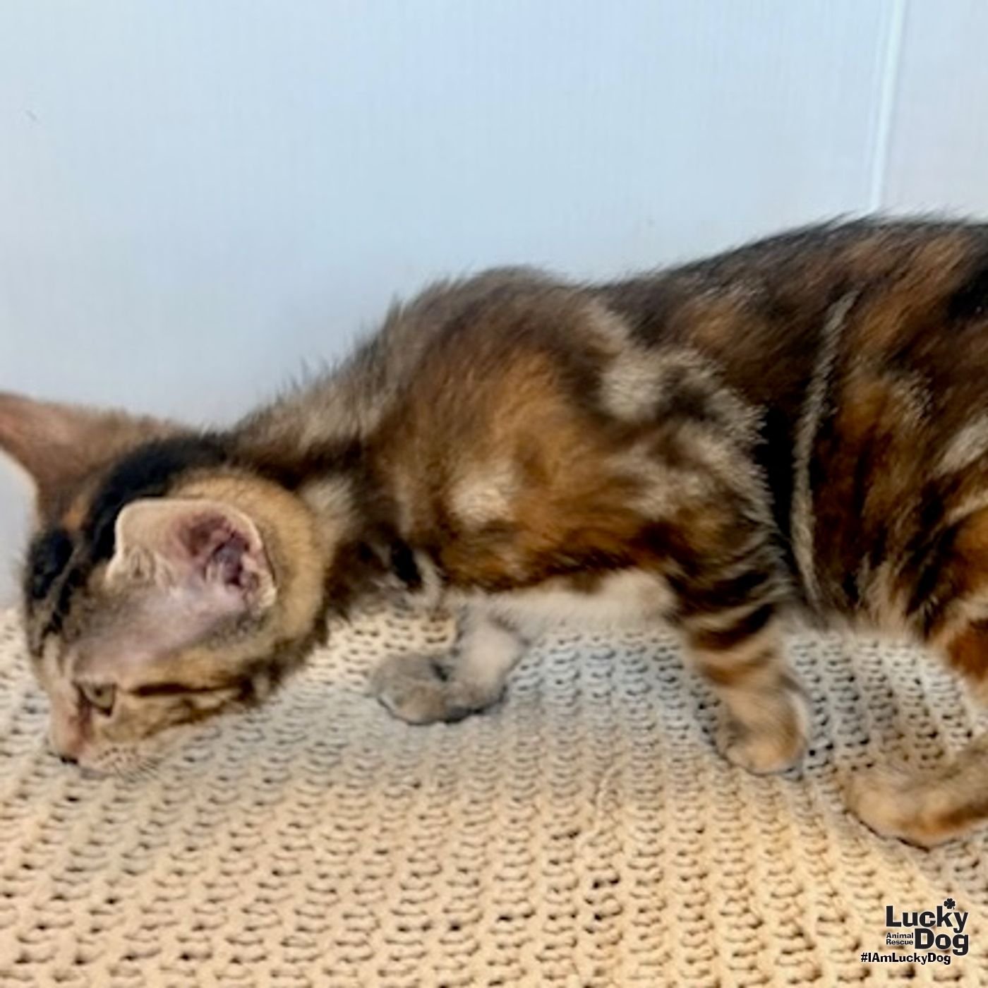 HARROW - Domestic Short Hair available for adoption