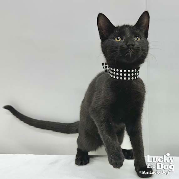 ROYCE - Domestic Short Hair available for adoption