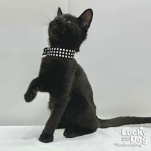 ROYCE - Domestic Short Hair available for adoption