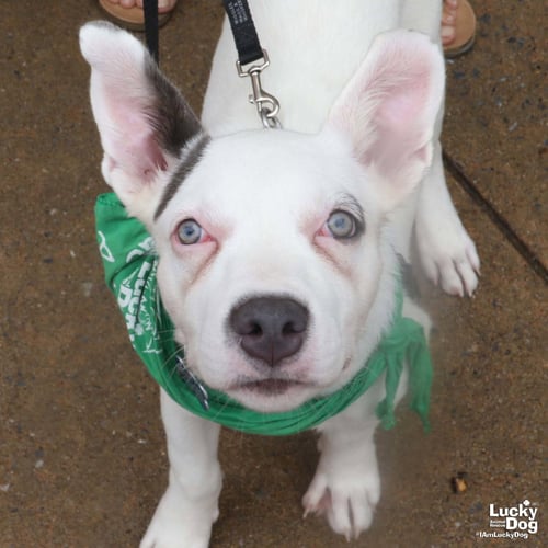 LONDYN - Shepherd / Terrier available for adoption