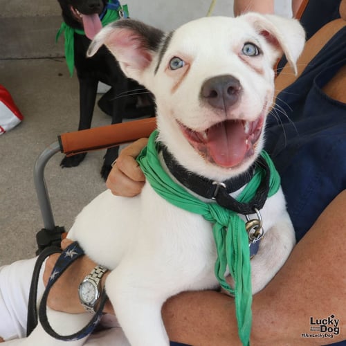 LONDYN - Shepherd / Terrier available for adoption