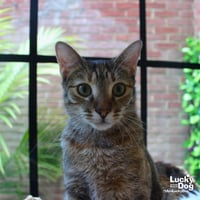 Chex Mix - Photo 4