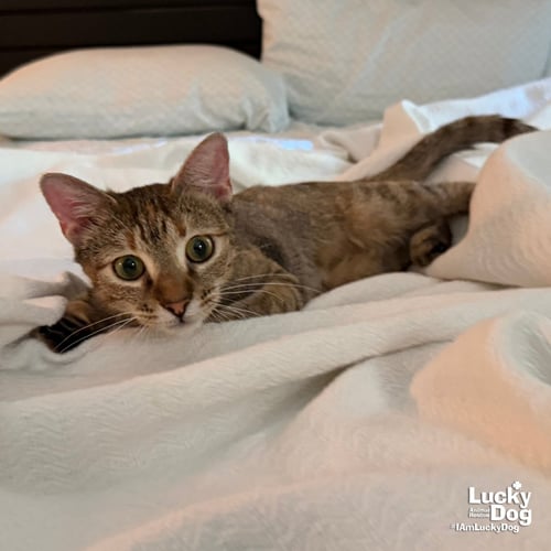CHEX MIX - Domestic Short Hair available for adoption