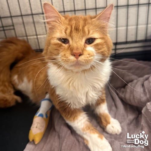 GARF BROOKS - Domestic Long Hair available for adoption