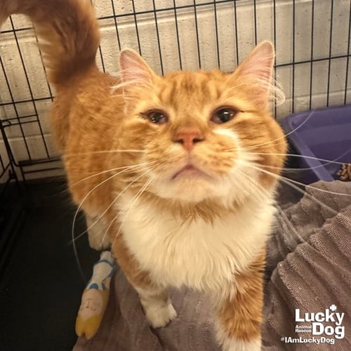 GARF BROOKS - Domestic Long Hair available for adoption