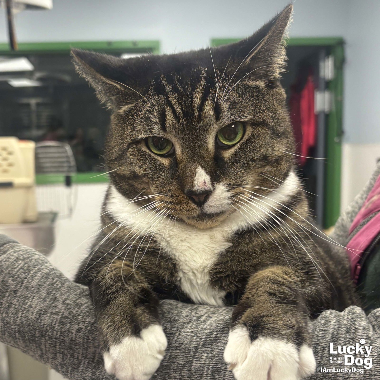 SOCKS - Domestic Short Hair available for adoption