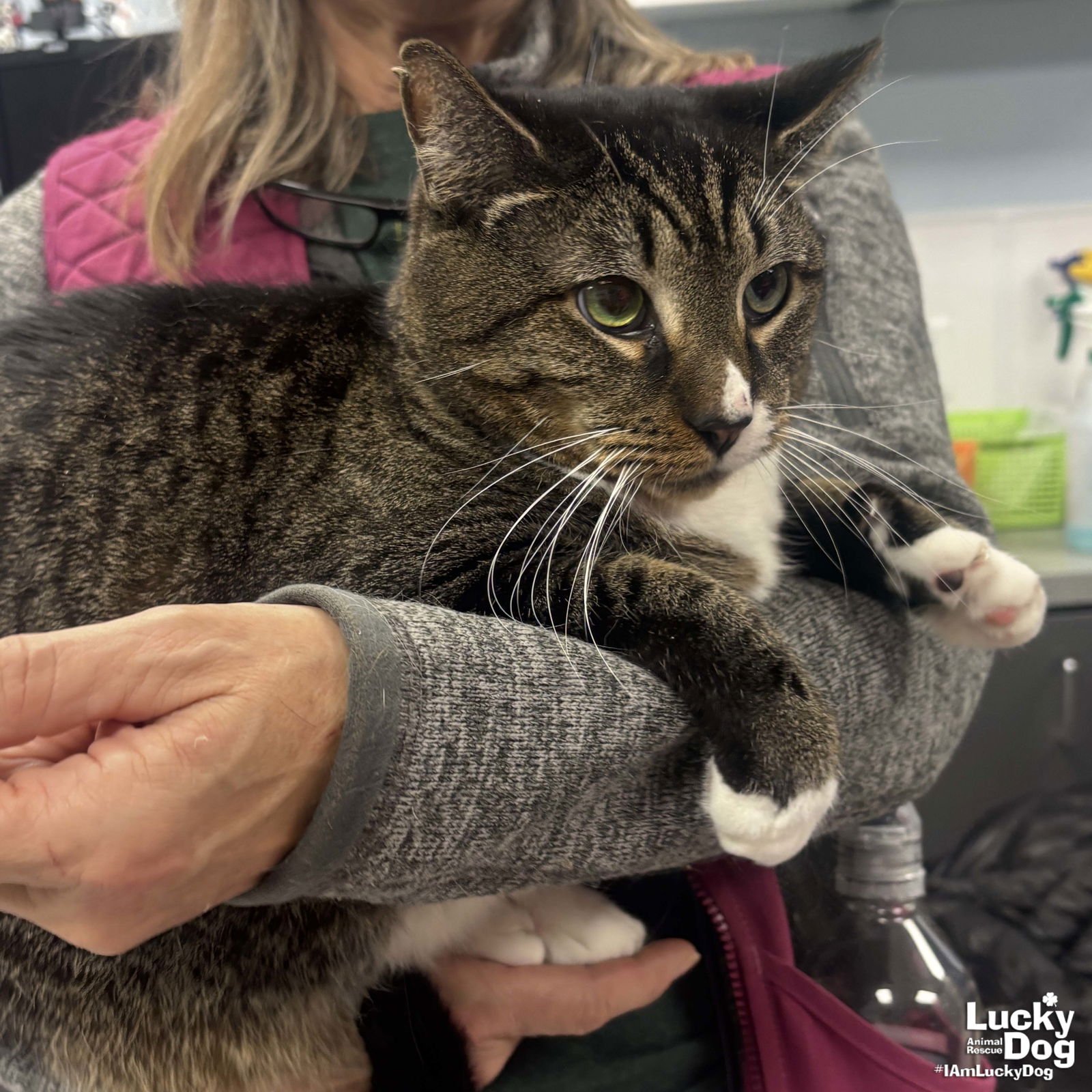 SOCKS - Domestic Short Hair available for adoption