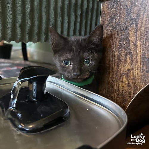 ANNE - Domestic Short Hair available for adoption