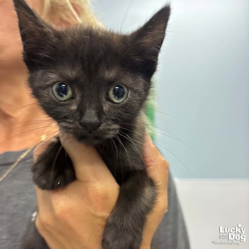 ANNE - Domestic Short Hair available for adoption