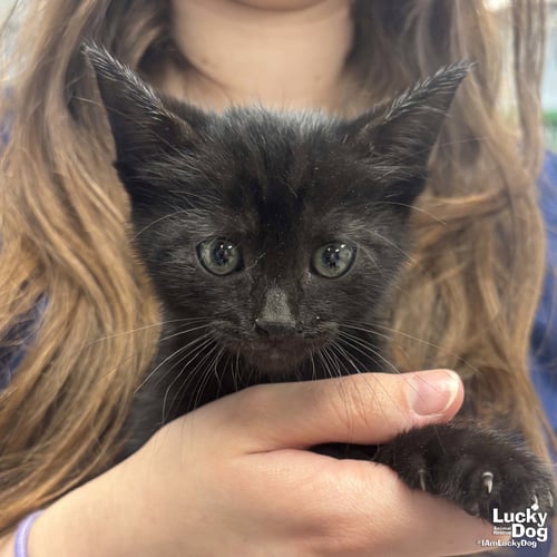 IRBY - Domestic Short Hair available for adoption