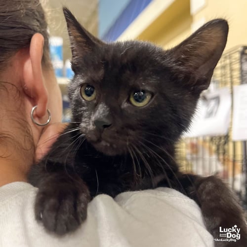 IRBY - Domestic Short Hair available for adoption
