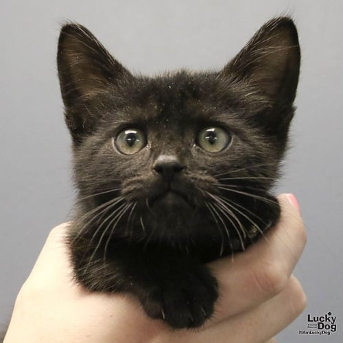 IRBY - Domestic Short Hair available for adoption