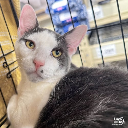 GEORGIE - Domestic Short Hair available for adoption