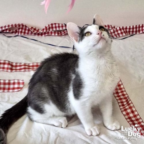 GEORGIE - Domestic Short Hair available for adoption