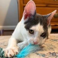 Georgie - Photo 4
