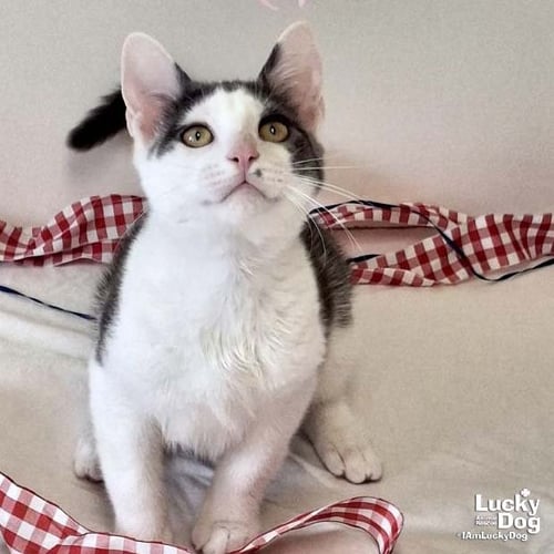 GEORGIE - Domestic Short Hair available for adoption