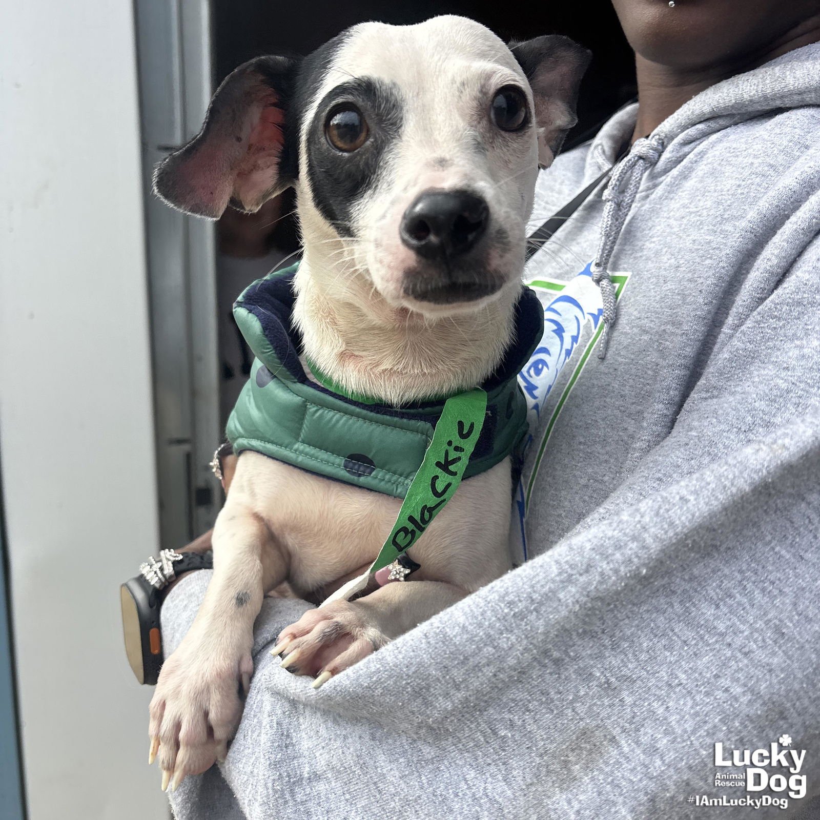 BLACKIE - Chihuahua available for adoption