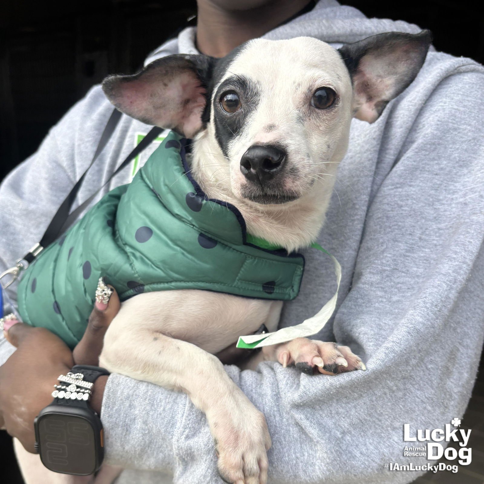 BLACKIE - Chihuahua available for adoption