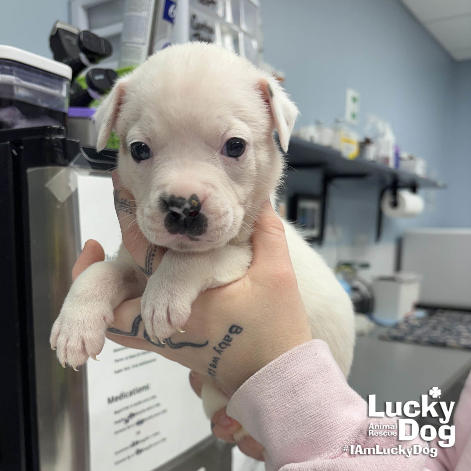 WORM - Shepherd / Labrador Retriever available for adoption