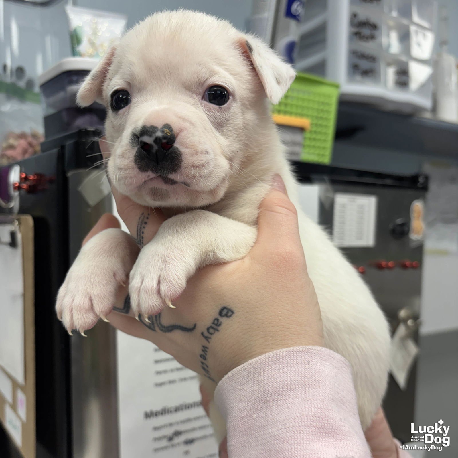 WORM - Shepherd / Labrador Retriever available for adoption