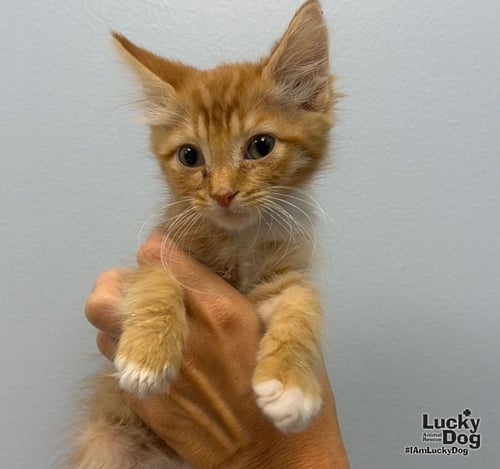 BAXTER - Domestic Long Hair available for adoption
