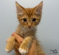 Baxter - Photo 1