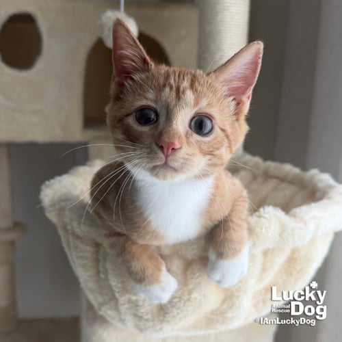 RUSTY - Domestic Short Hair available for adoption