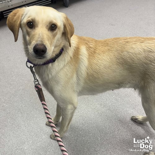 AVALANCHE - Carolina Dog / Labrador Retriever available for adoption