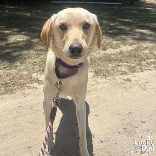 AVALANCHE - Carolina Dog / Labrador Retriever available for adoption