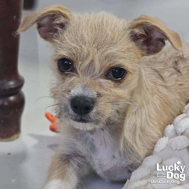 FIORA - Chihuahua / Shih Tzu available for adoption