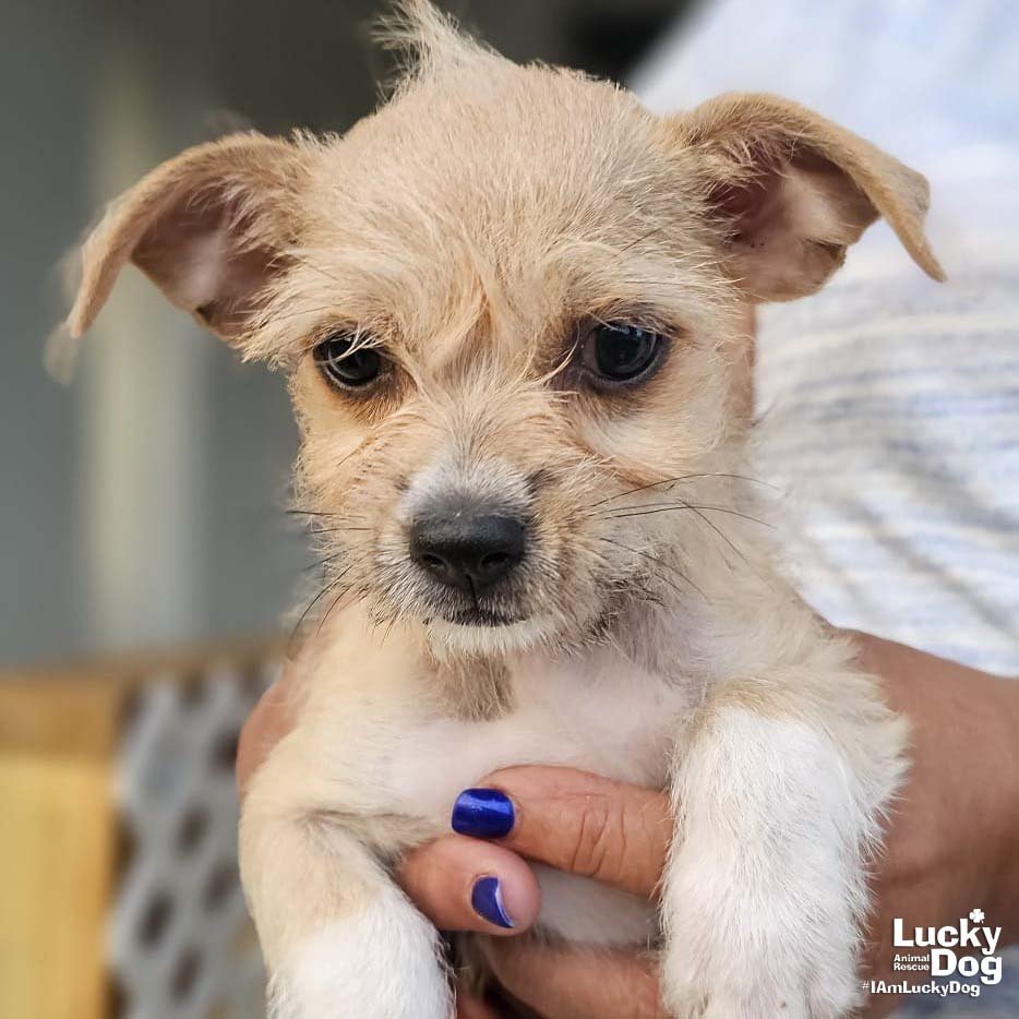 FIORA - Chihuahua / Shih Tzu available for adoption