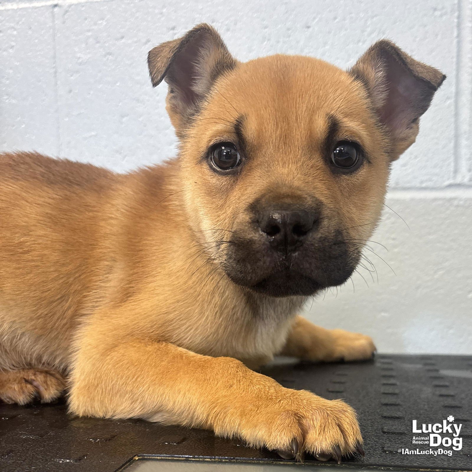 NOELA - Shepherd available for adoption