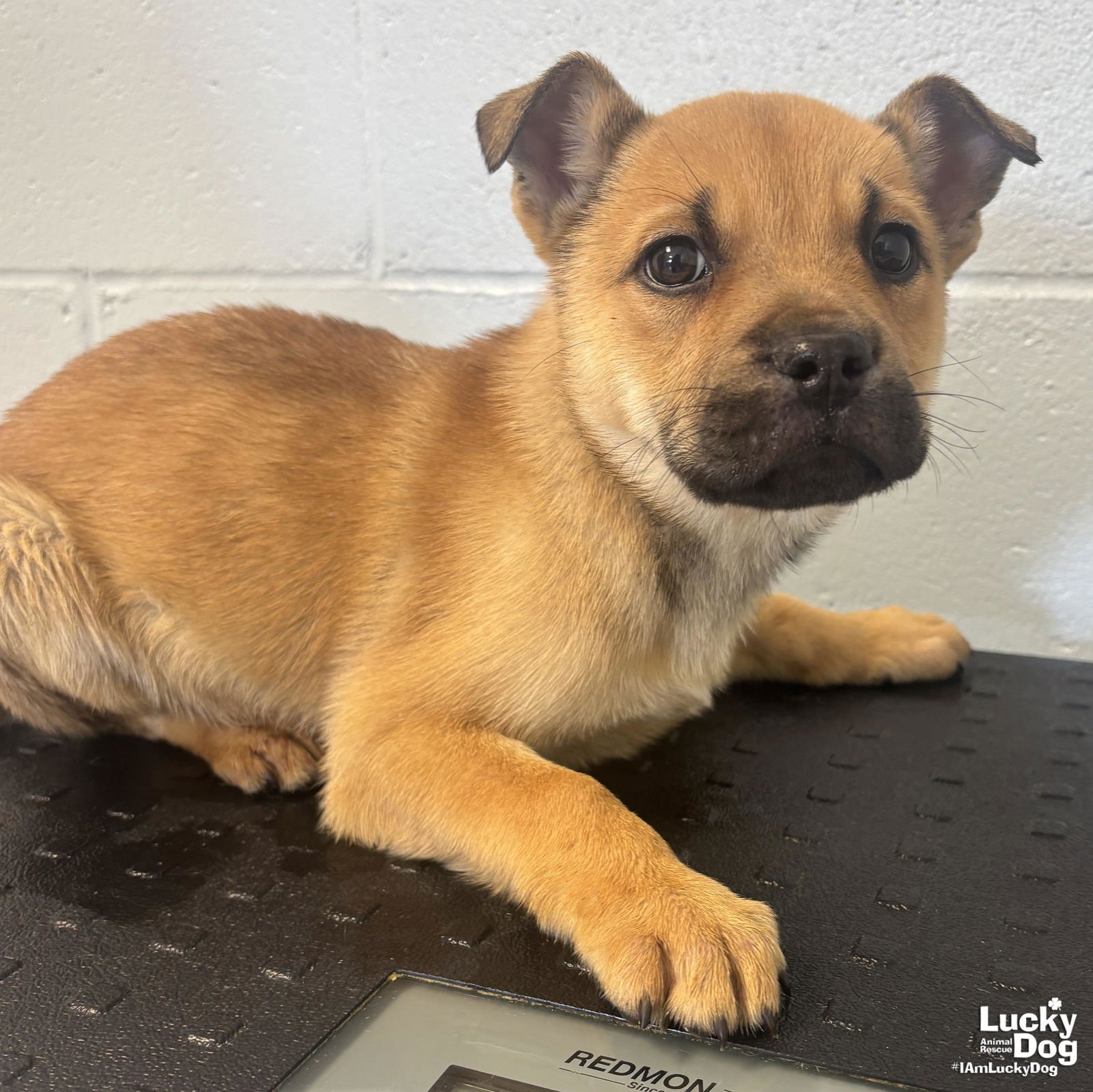 NOELA - Shepherd available for adoption