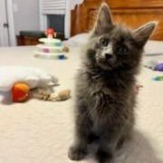 CHUCKLES - Domestic Long Hair available for adoption