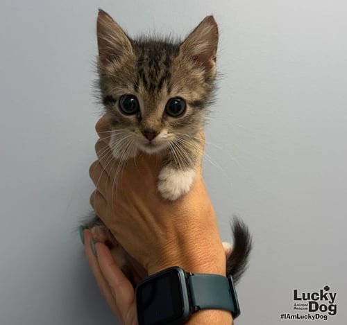 NIRPAWNA - Domestic Short Hair available for adoption
