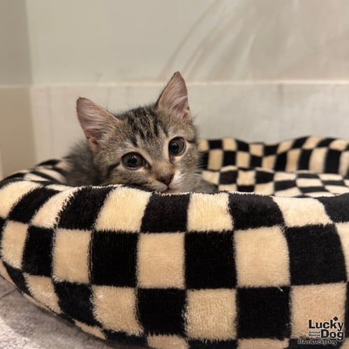 NIRPAWNA - Domestic Short Hair available for adoption