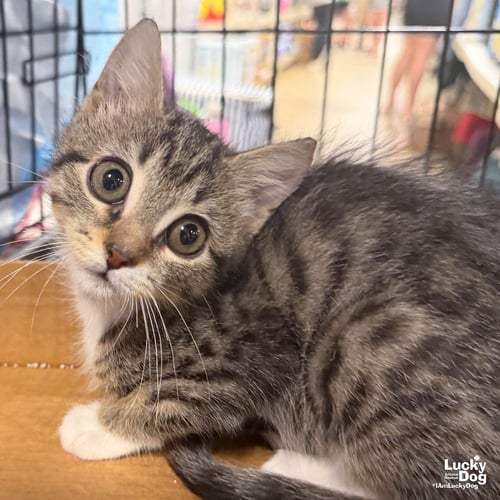 NIRPAWNA - Domestic Short Hair available for adoption