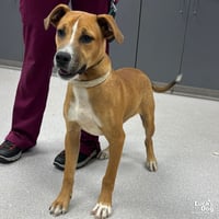 Scooby - Photo 2