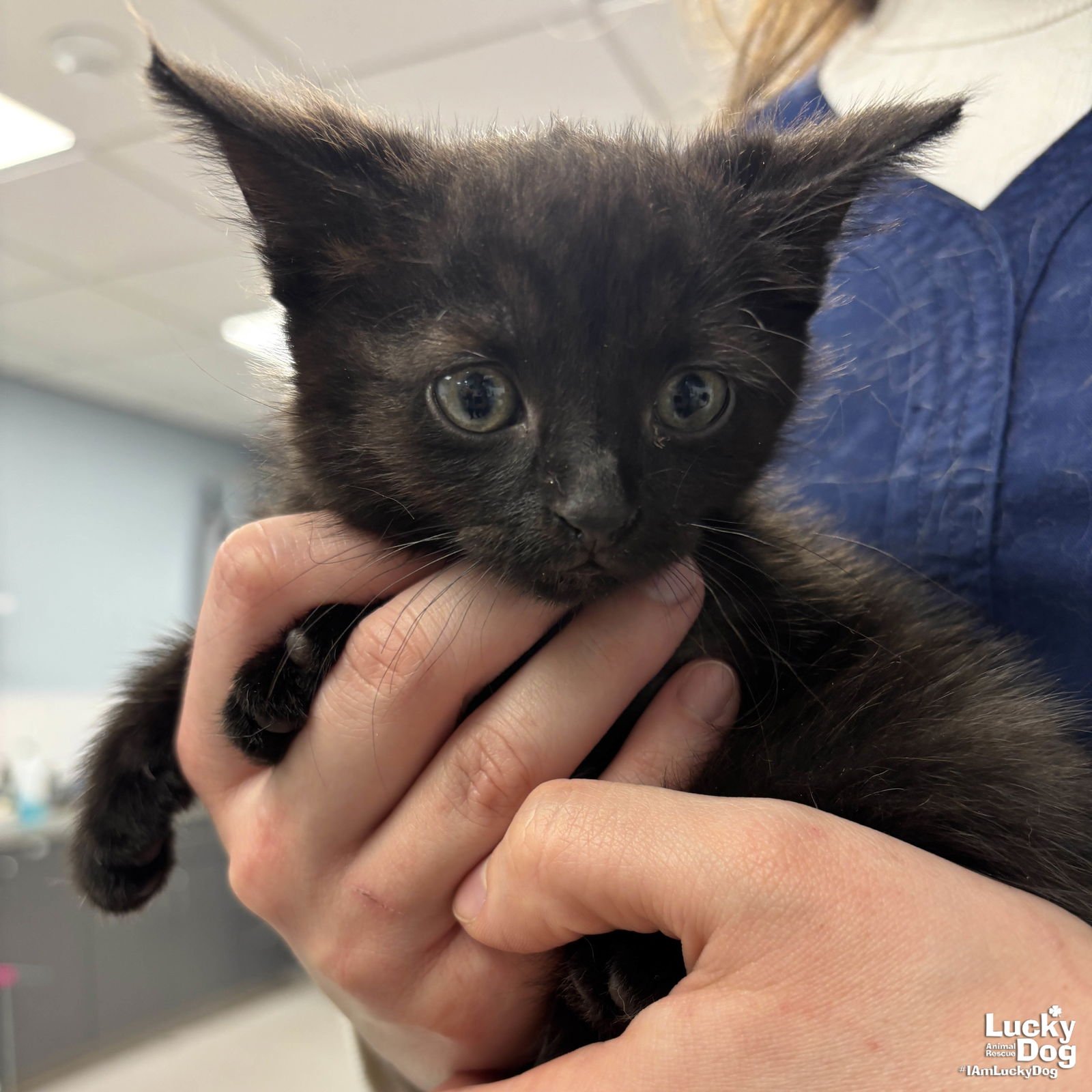 MS. HOAGIE - Domestic Short Hair available for adoption