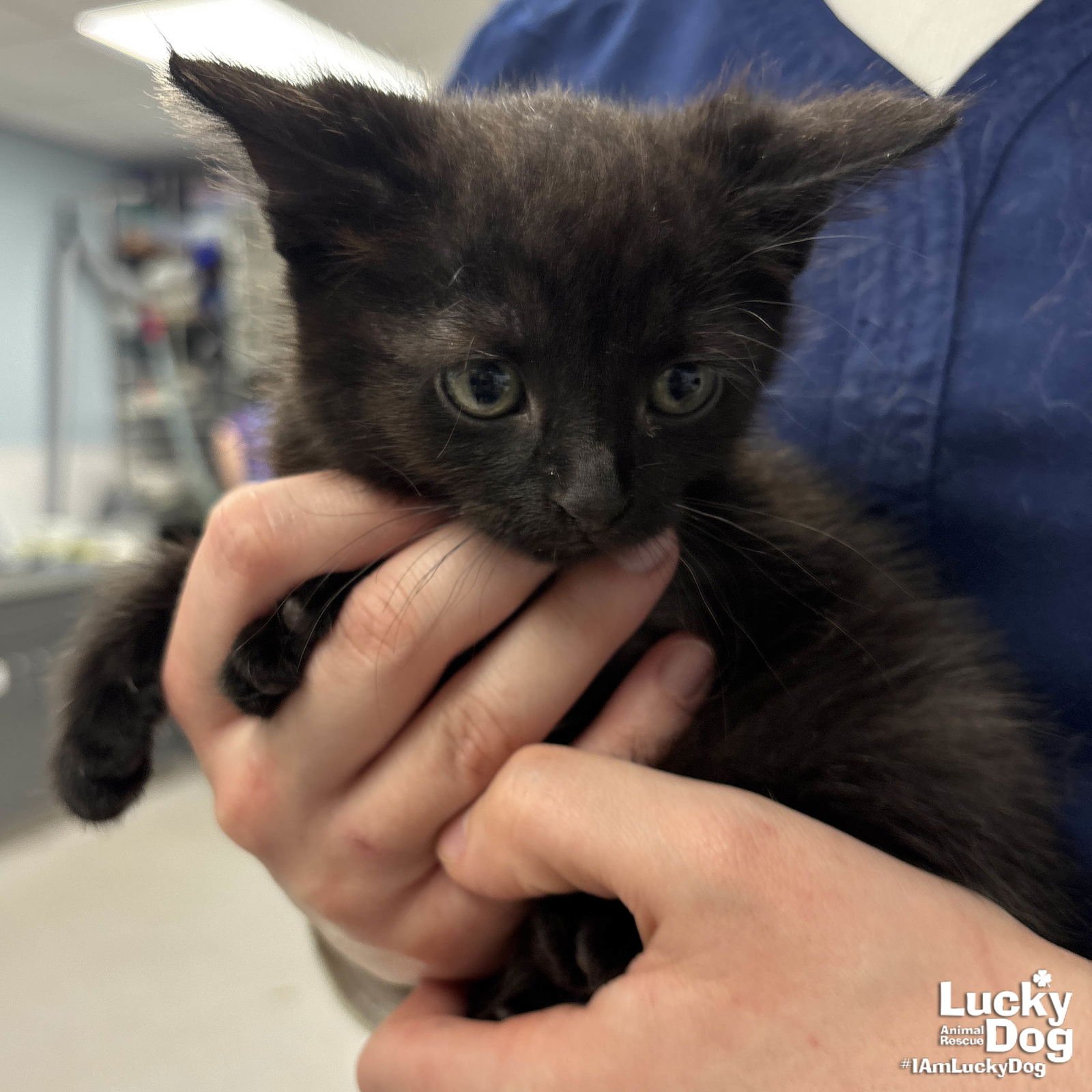 MS. HOAGIE - Domestic Short Hair available for adoption