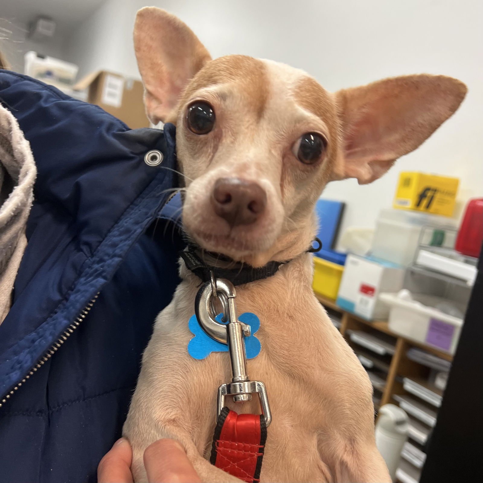 MRS. CAMILLA - Chihuahua available for adoption