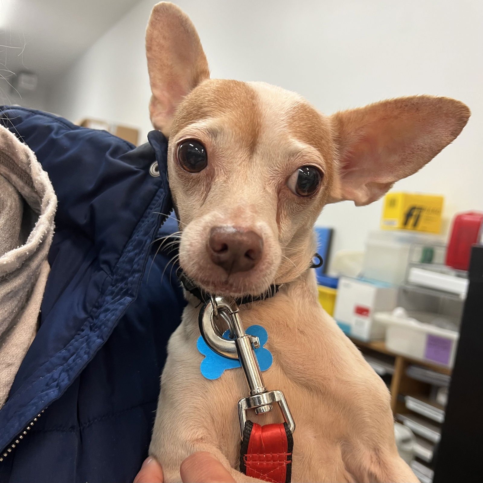 MRS. CAMILLA - Chihuahua available for adoption