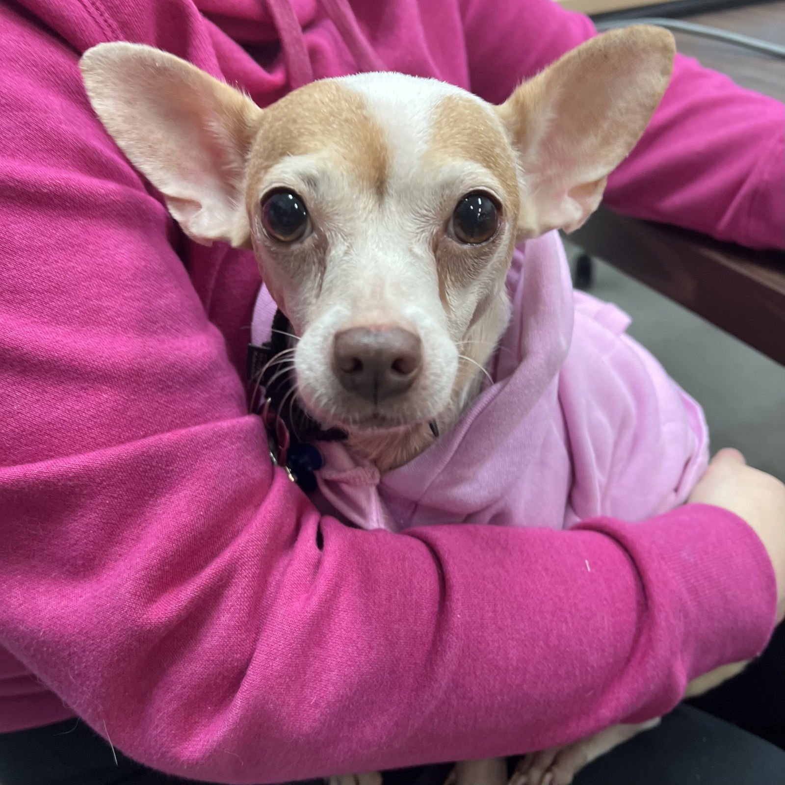 Mrs. Camilla - Photo 4