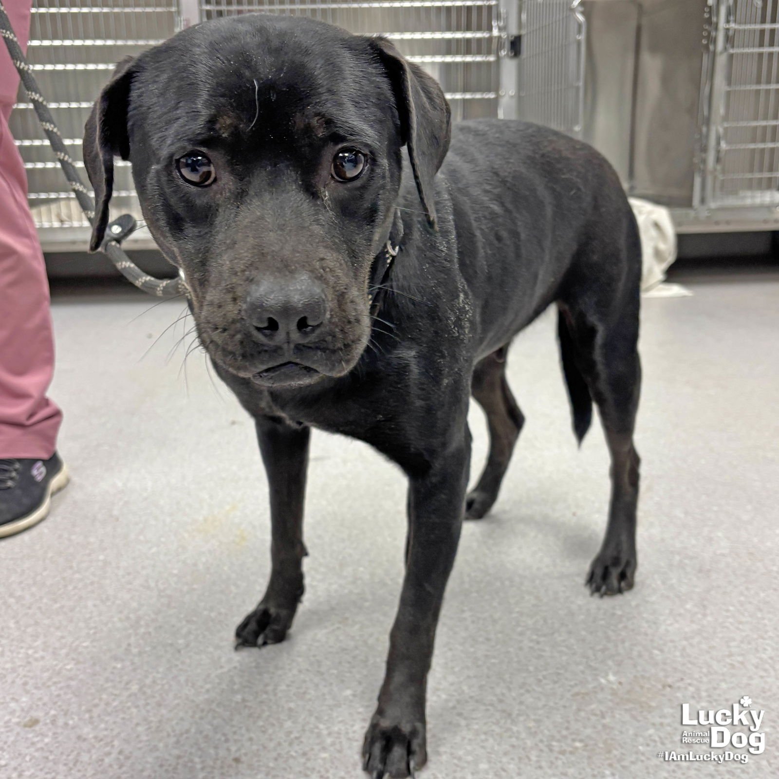 FELISHA - Labrador Retriever available for adoption