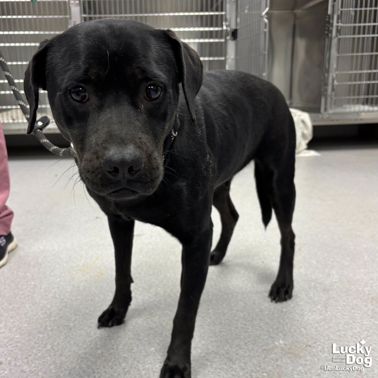 FELISHA - Labrador Retriever available for adoption