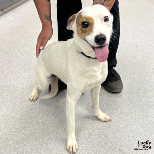 LINDY - Australian Cattle Dog/Blue Heeler / Retriever available for adoption