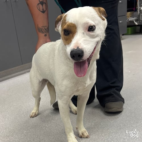 LINDY - Australian Cattle Dog/Blue Heeler / Retriever available for adoption