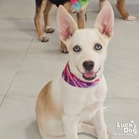 Izzy - Photo 1